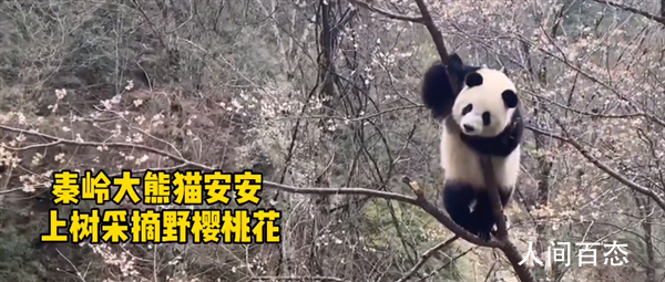 秦岭大熊猫上树折樱桃花 看起来十分开心