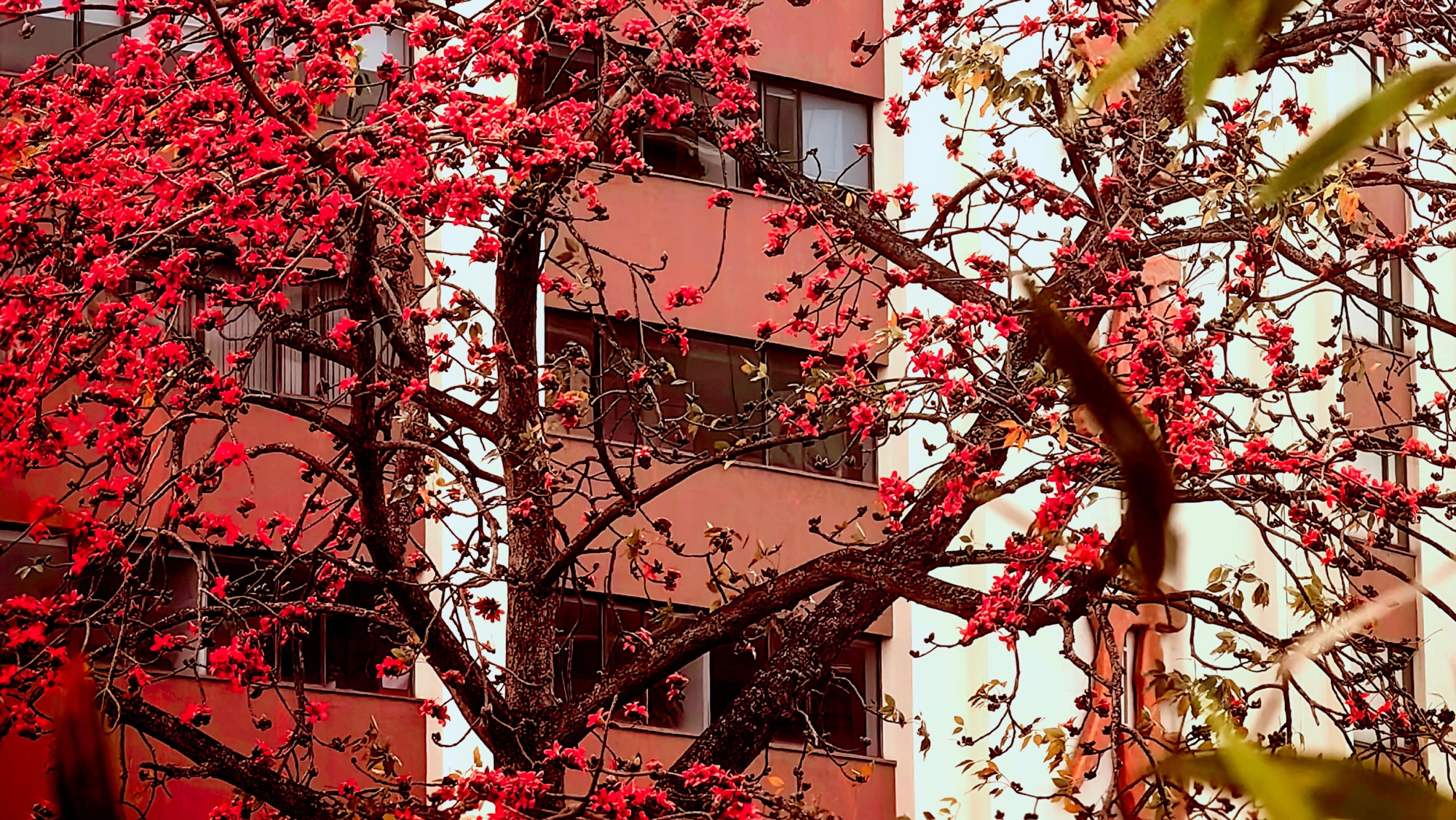 �ڹ�����Խ�㹫԰��ľ�޻������ƻ������� Ϳʤ��