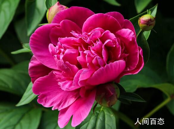 200岁牡丹花王开出千余朵花 吸引了全国各地慕名而来赏牡丹的游客