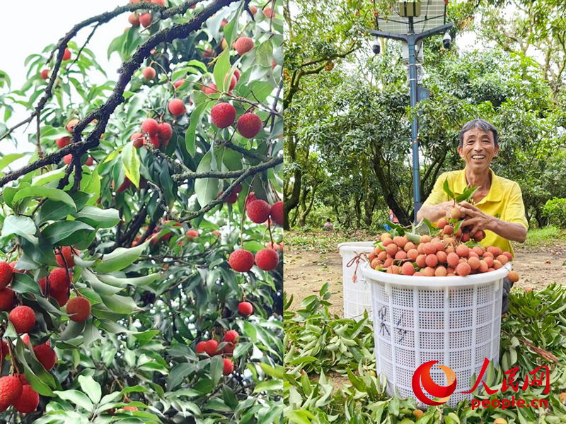 20255£ڹ㶫ïи԰֦գũϲЦտ Ϳʤ