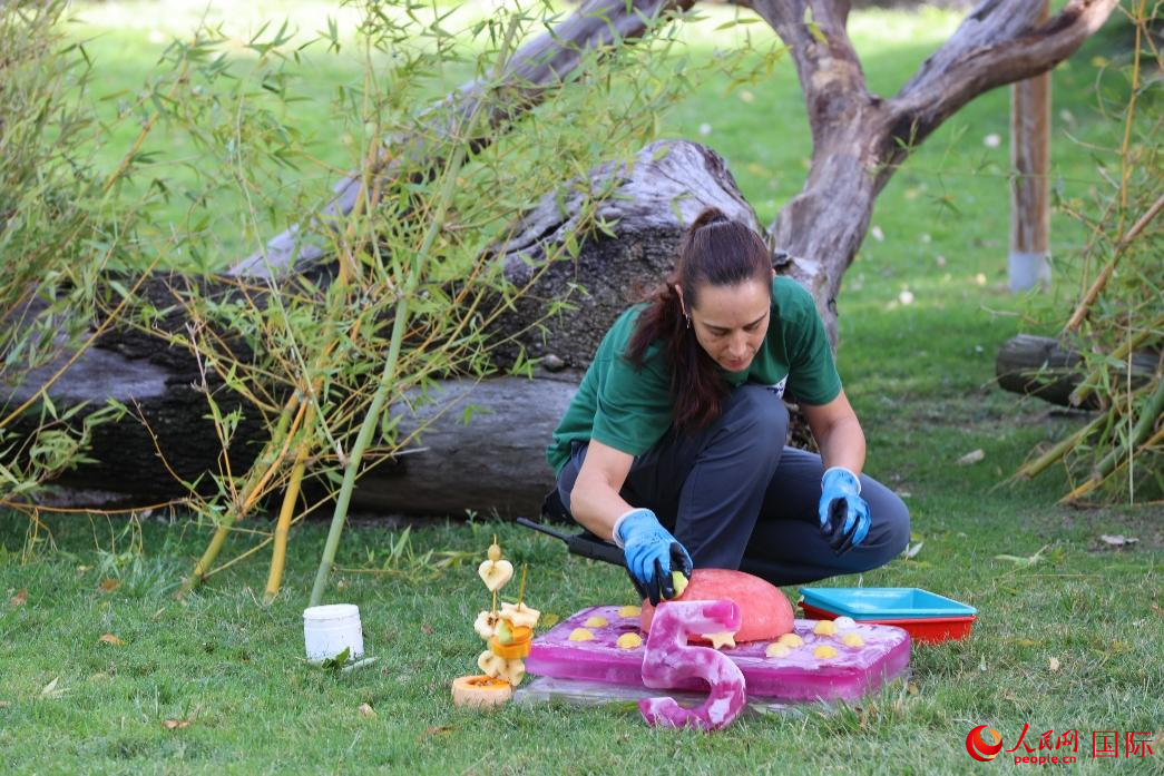 图为饲养员为大熊猫准备特制的生日蛋糕。人民网记者 许海林摄