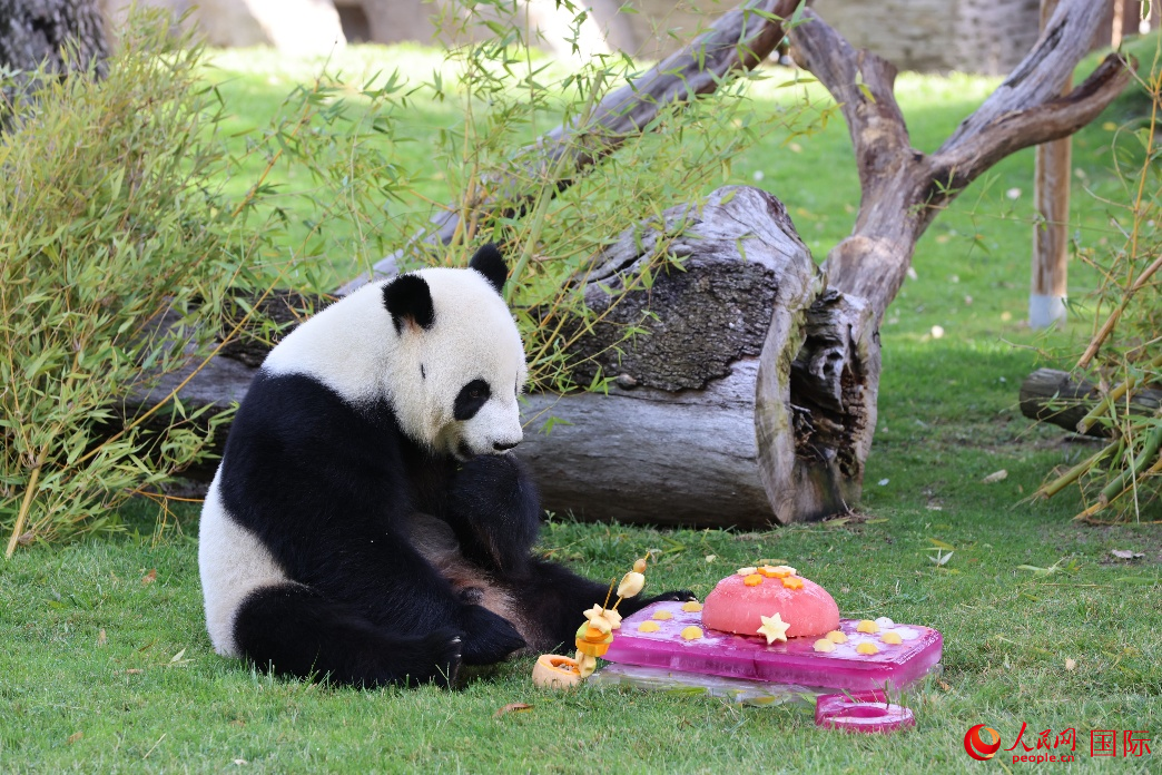 图为大熊猫享用自己的“生日大餐”。人民网记者 许海林摄